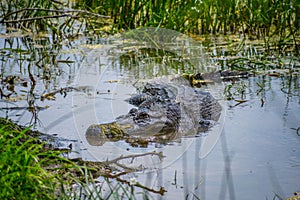 A large American Alligator in Laguna Atascosa NWR, Texas