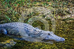 A large American Alligator in Miami, Florida