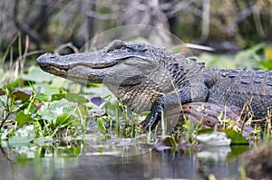 Large American Alligator, Okefenokee Swamp National Wildlife Refuge