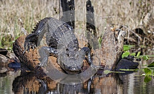 Large American Alligator, Okefenokee Swamp National Wildlife Refuge