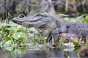 Il grande americano alligatore pantano animali e piante rifugio 