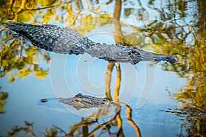 A large American Alligator in Orlando, Florida
