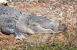 Large American Alligator sleeping in the sun at Phinizy Swamp, Richmond County, Augusta, Georgia USA