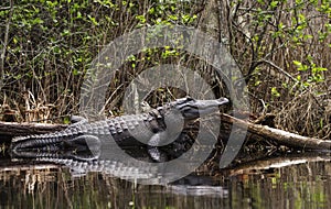 Large American Alligator sunning in the Okefenokee Swamp, Georgia