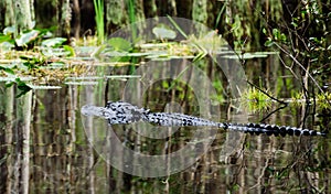 Large American Alligator swimming in the Okefenokee Swamp Georgia