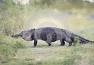 Large American Alligator walking