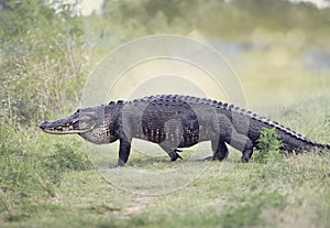 Large American Alligator walking