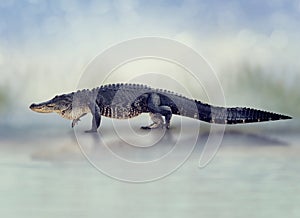 Large American Alligator walking