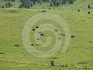 Large American Bison