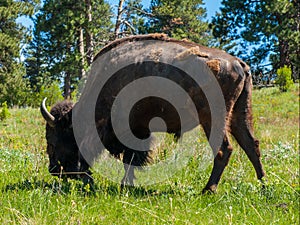 Large American Bison