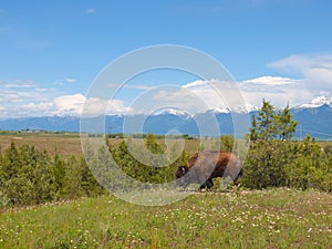 Large American Bison at the National Bison Range