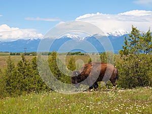 Large American Bison at the National Bison Range