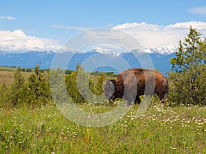 Large American Bison at the National Bison Range