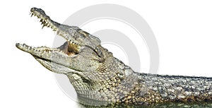 Large American crocodile with open mouth