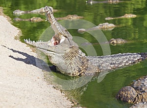 Large American crocodile with an open mouth