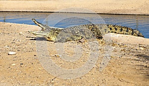 Large American crocodile with an open mouth