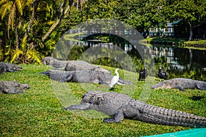 A large American Crocodile in Orlando, Florida