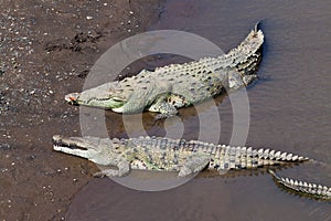 Large American Crocodiles