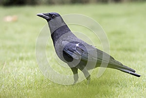 Large American Crow with black feathers and beak in the grass