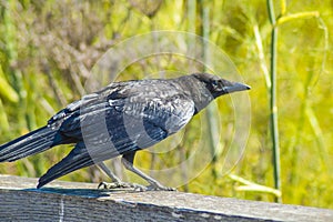 Large American Crow Black iridescent feathers ready to take flight