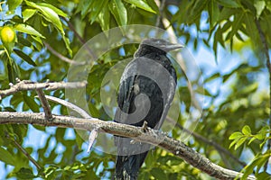Large American Crow with Black iridescent feathers on a tree branch