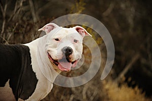 Large American Pit Bull Terrier male photo