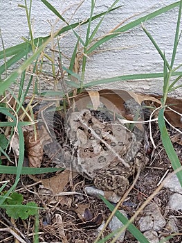 Large American toad camouflaged outside a home