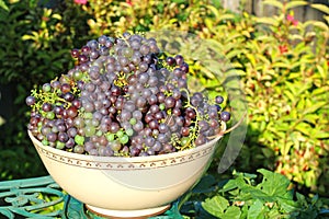 Large amount of black grapes in a bowl.