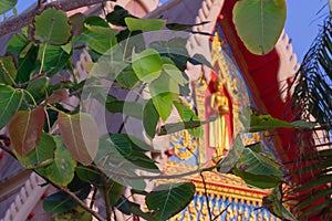 Large amount of Bodhi leaf images reside on a tall, melting tree. The back is a Buddha image at the upper front of the church pavi