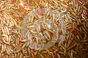 A large amount of meat worms drowned in water that are used as bait for fishing or food for birds and poultry