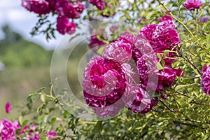 A large amount of purple climbing rose flowers growing by the fence.