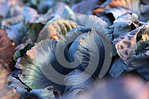 Large amount of red cabbage in field. Cabbage harvest. Beautiful cabbage leaves. Autumn harvest of vegetables