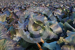 Large amount of red cabbage in the field. Vegetable crops. Agricultural work.Vegetable harvesting season. New harvest of
