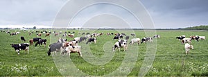 Large amount of spotted cows in spring meadow near city of utrecht under cloudy sky in holland