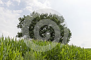 a large amount of sweet corn and one oak tree