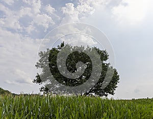 a large amount of sweet corn and one oak tree