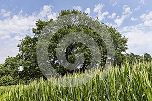a large amount of sweet corn and one oak tree