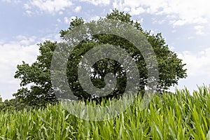 a large amount of sweet corn and one oak tree