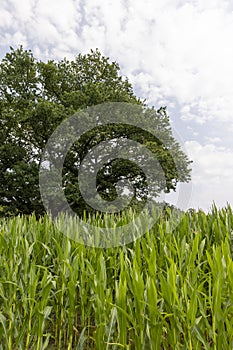 a large amount of sweet corn and one oak tree