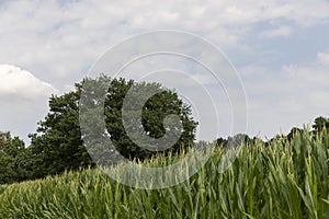 a large amount of sweet corn and one oak tree