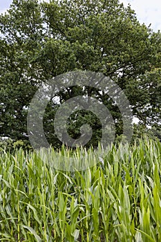 a large amount of sweet corn and one oak tree