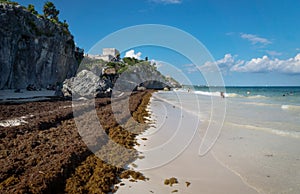 Large amounts of Sargassum seaweed at the beach of Tulum ruins, Mexico