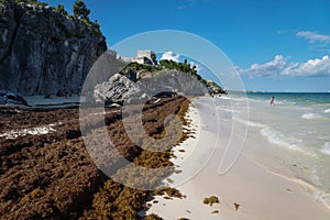 Large amounts of Sargassum seaweed at the cliff beach of Tulum ruins, Mexico