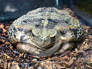 Large amphibious frog - Bufo marinus