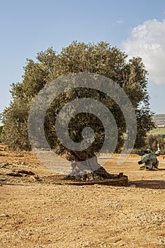 Large and ancient olive tree in the Valley of the Temples in Agrigento.