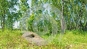 A large ancient sacred boulder stone, Sledovik, covered with lichen in a birch forest in the Orel region, Russia