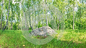 A large ancient sacred boulder stone, Sledovik, covered with lichen in a birch forest in the Orel region, Russia