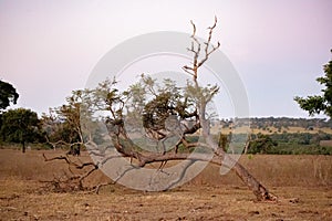 Large angiosperm tree