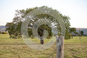 Large angiosperm tree