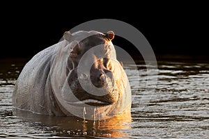 Large Angry Hippo in Water With Water Dripping